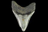 Fossil Megalodon Tooth - North Carolina #109870-2